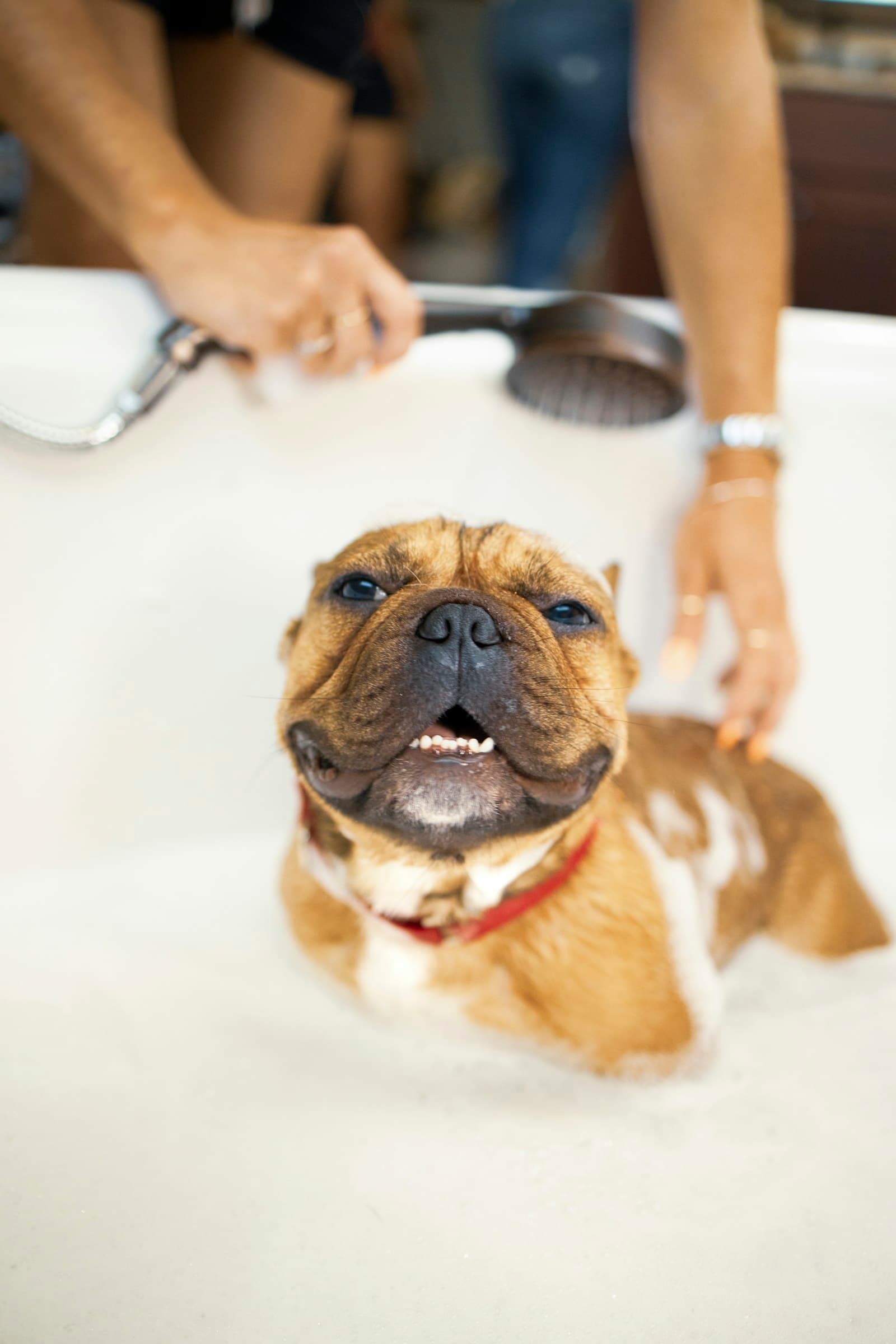 French bulldog standing in a bubble bath