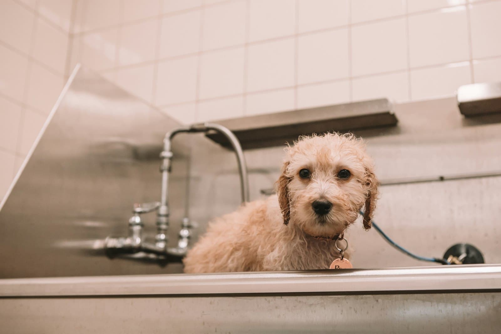 Doodle sitting in a grooming tub during a bath