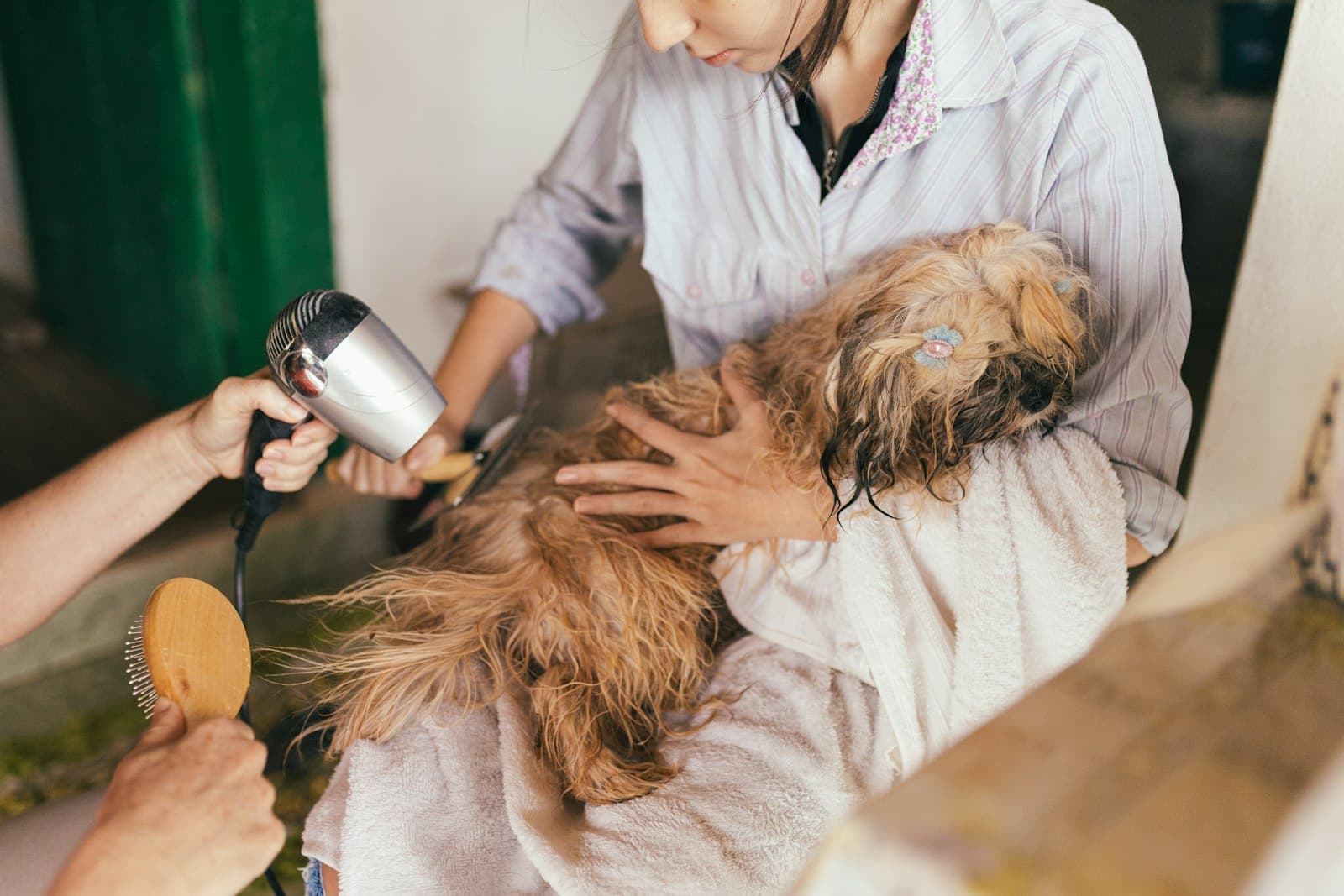 Long-coated dog being brushed and blow-dried on a groomer's lap