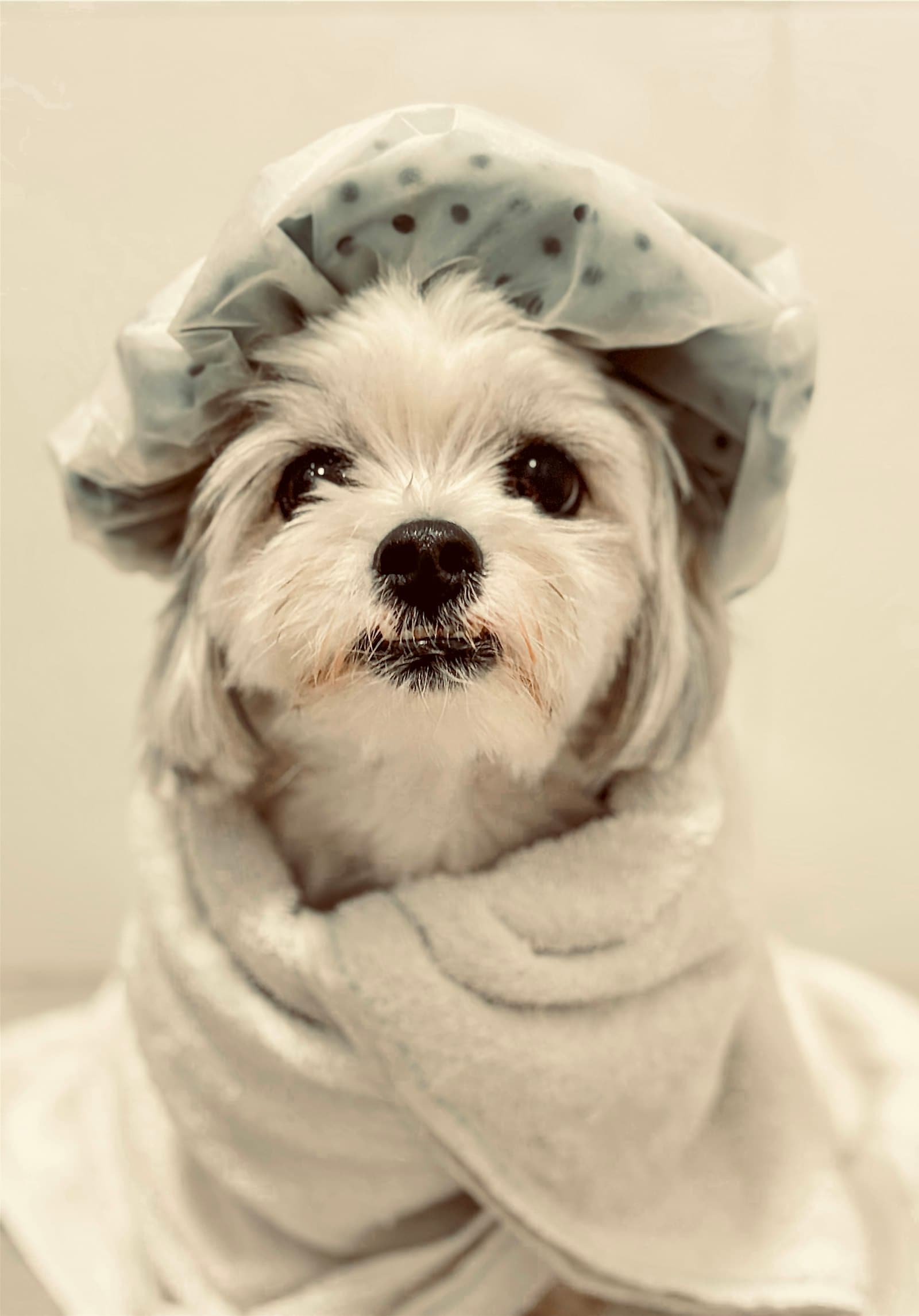 Small white dog wrapped in a towel and shower cap