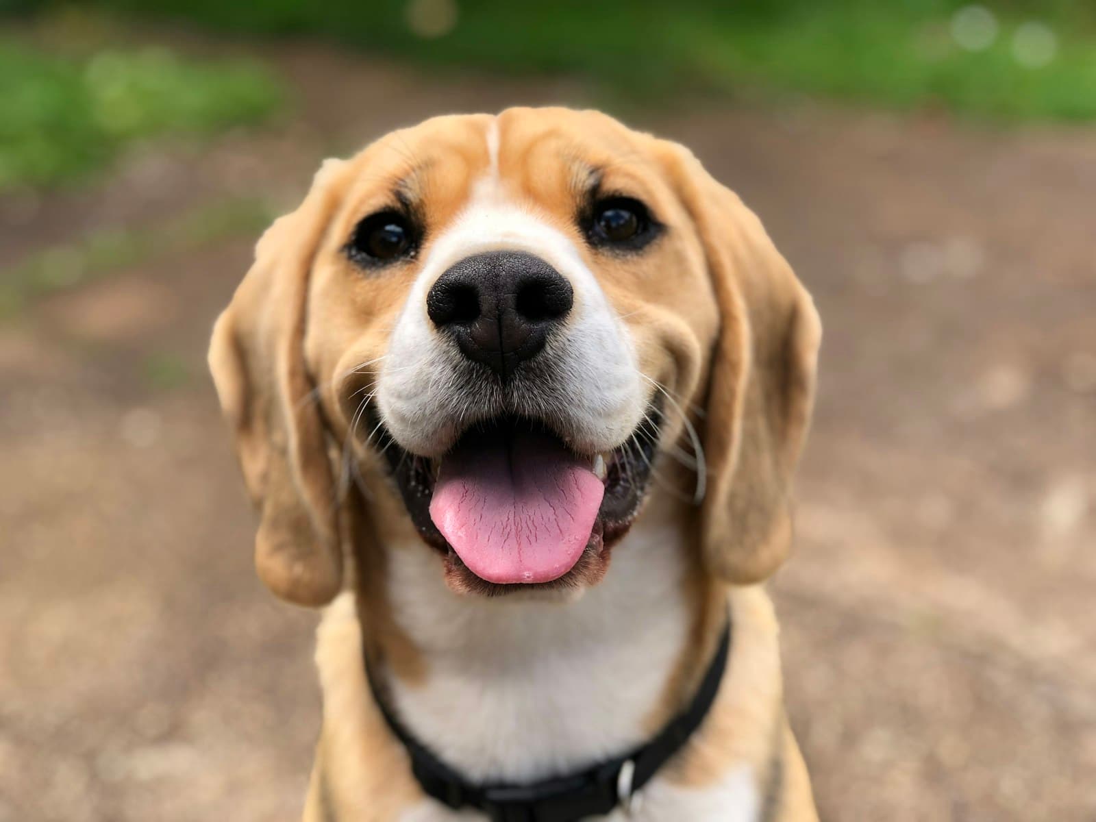Beagle mix smiling with clean teeth