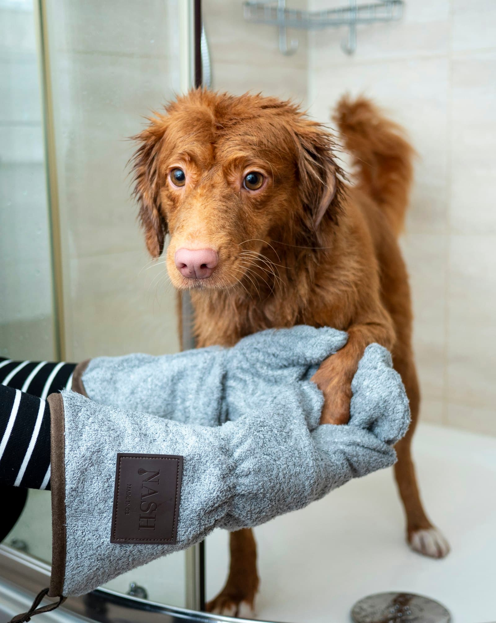 Wet retriever being towelled off after a bath