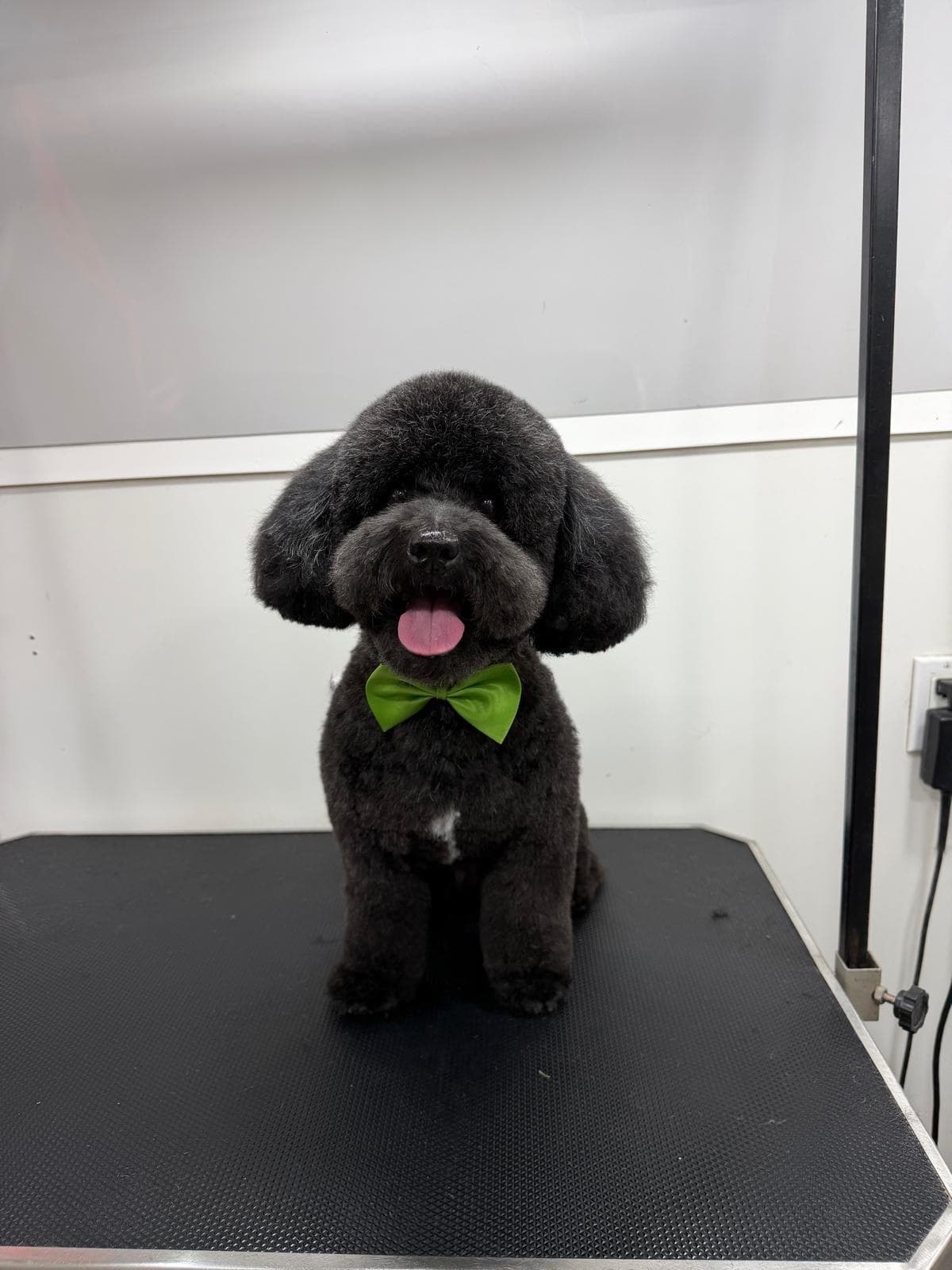 Black poodle with a fluffy round trim and a green bow tie