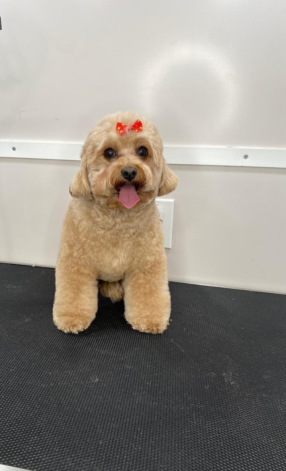 Groomed cavapoo with a red bow sitting in the mobile salon