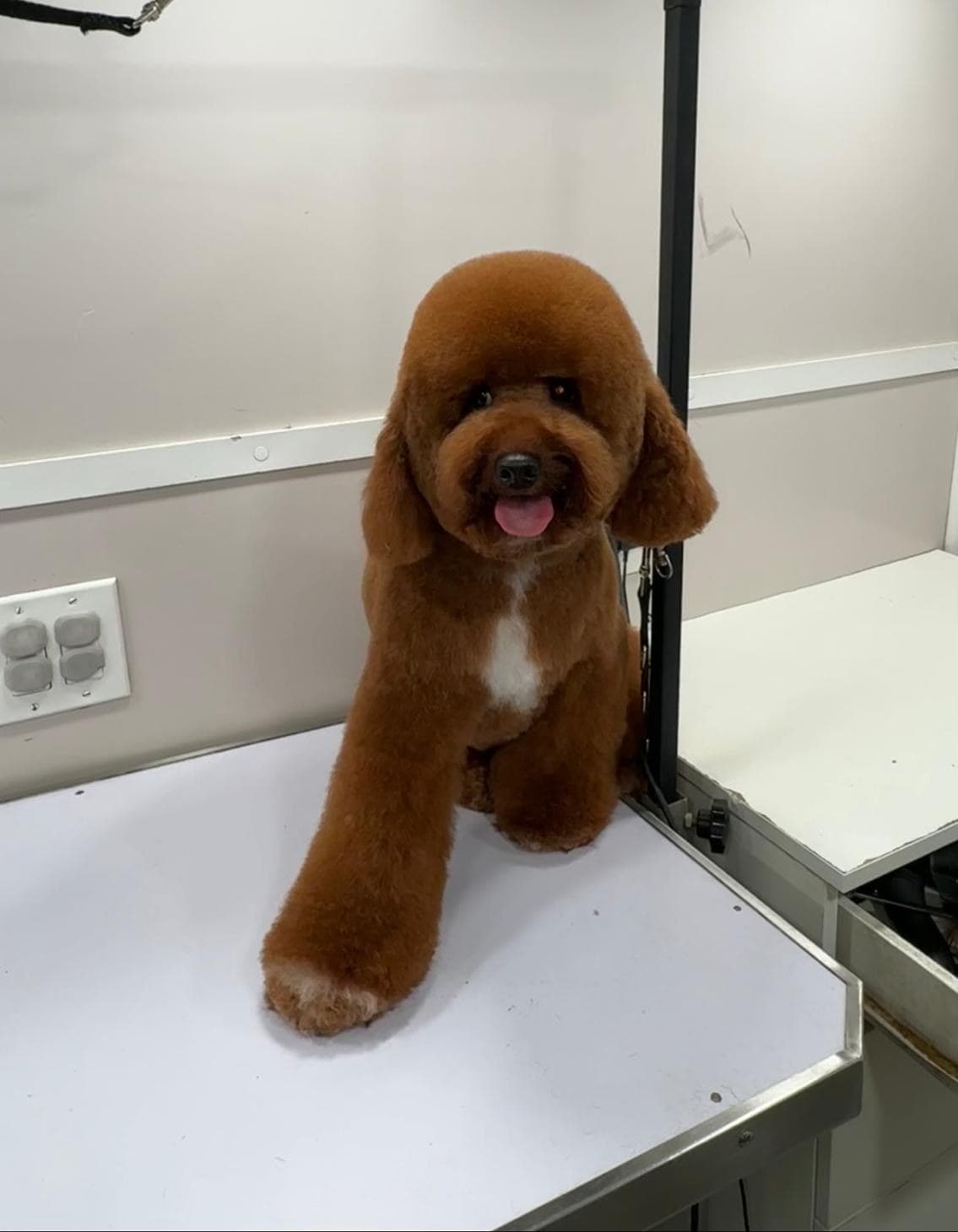 Red poodle with a sculpted full-body trim on the grooming table