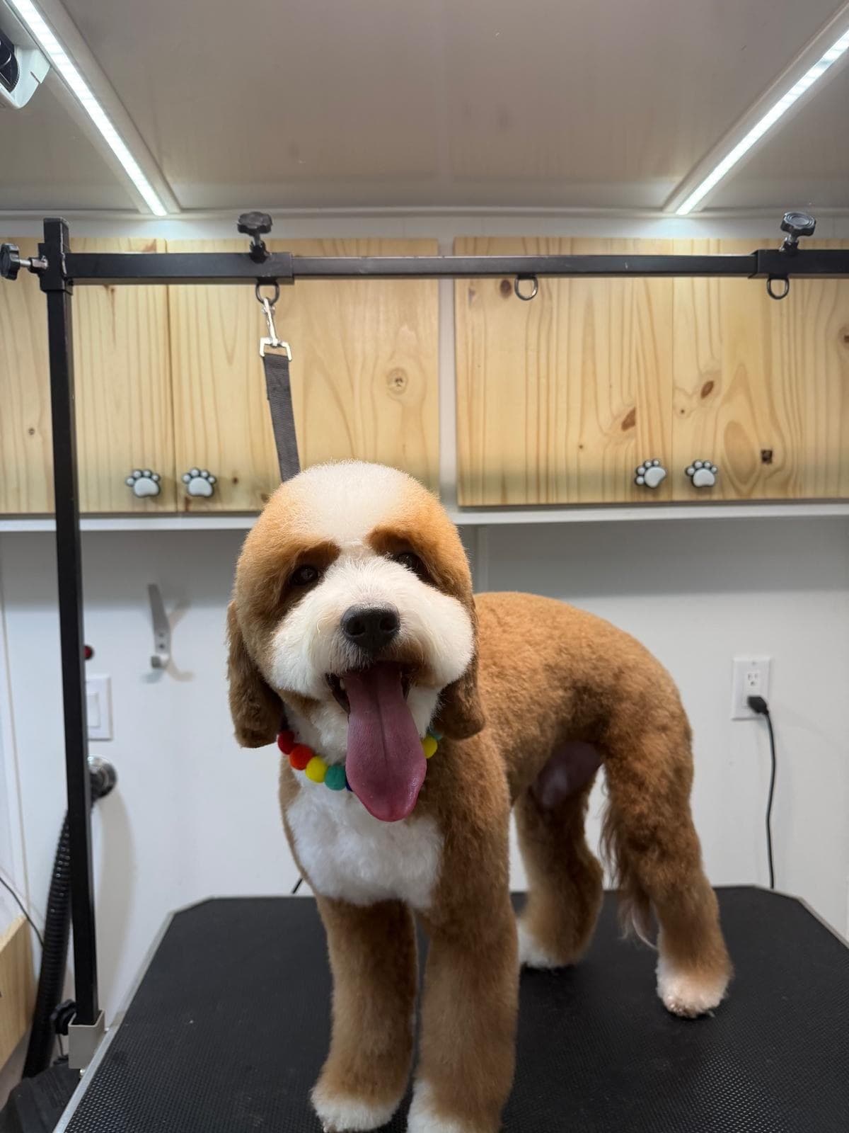 Red and white doodle with a fresh trim inside the mobile salon