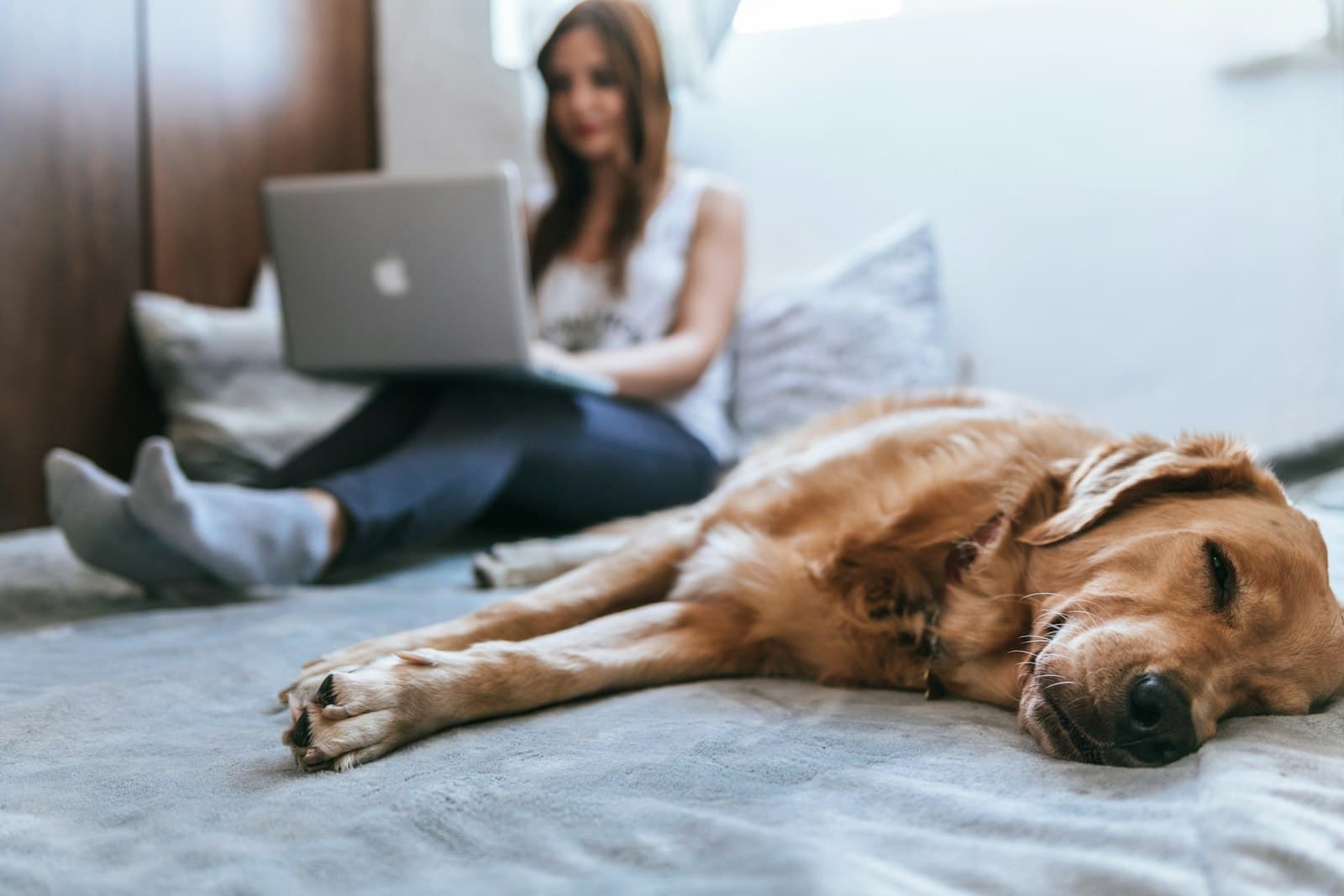 Woman on her laptop at home while her golden retriever naps beside her