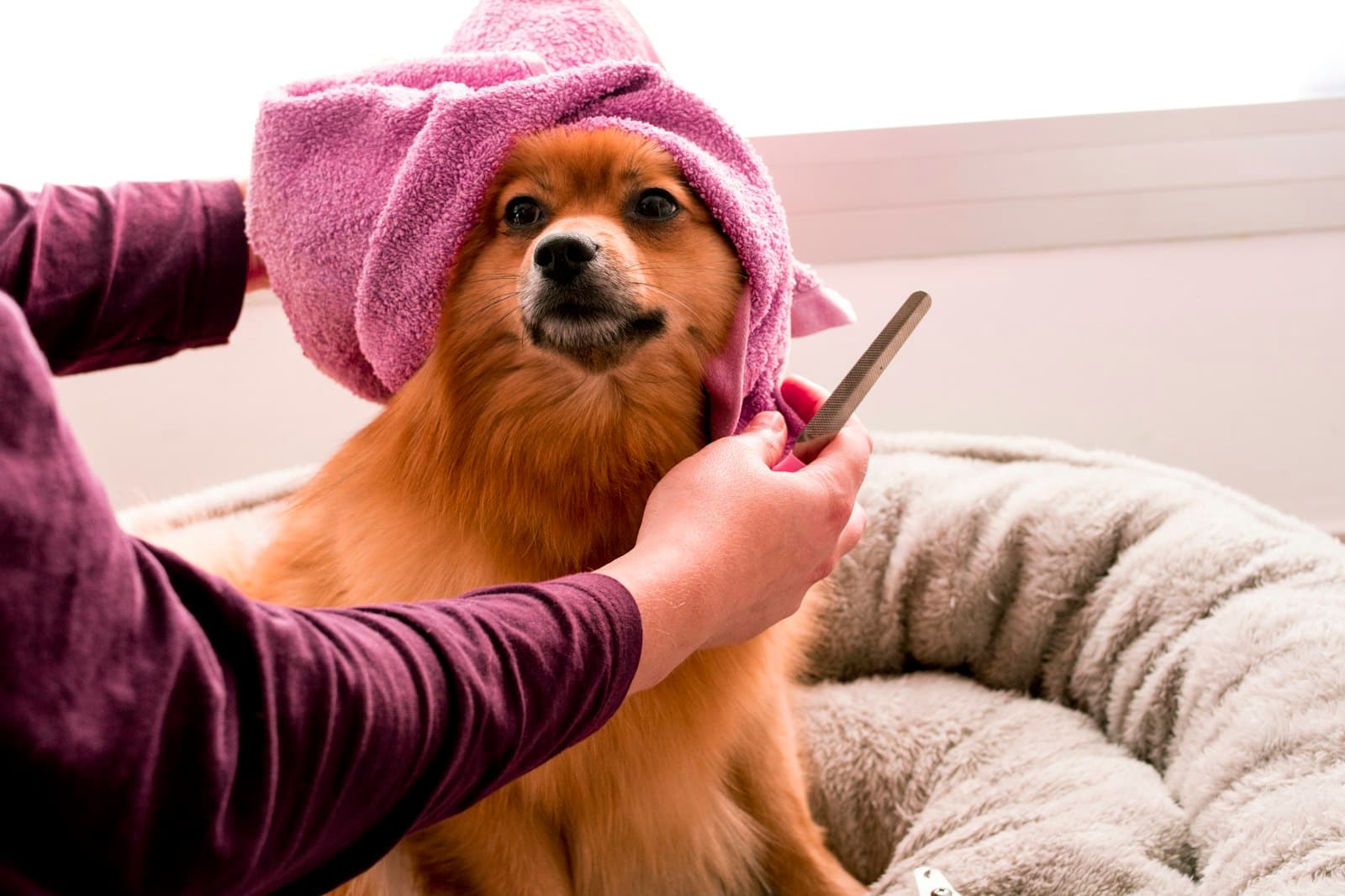 Pomeranian wrapped in a towel being combed after a bath