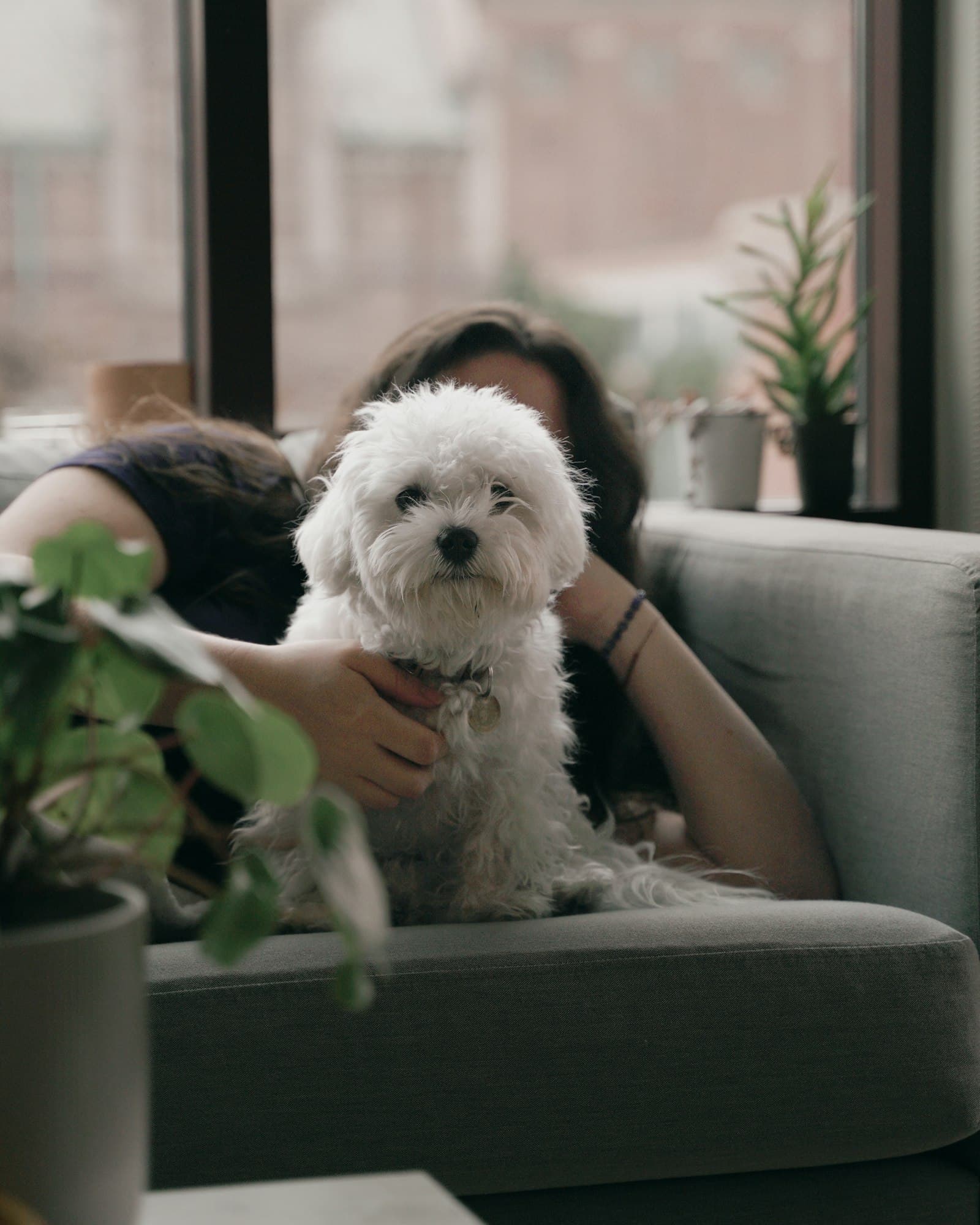 Woman resting on the sofa at home with her white Maltese