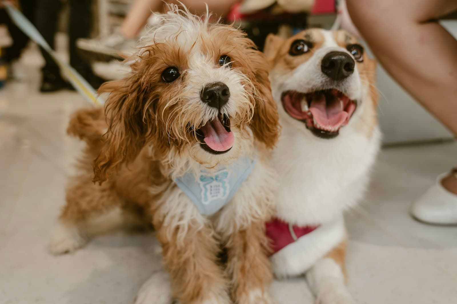 Two happy dogs in bandanas