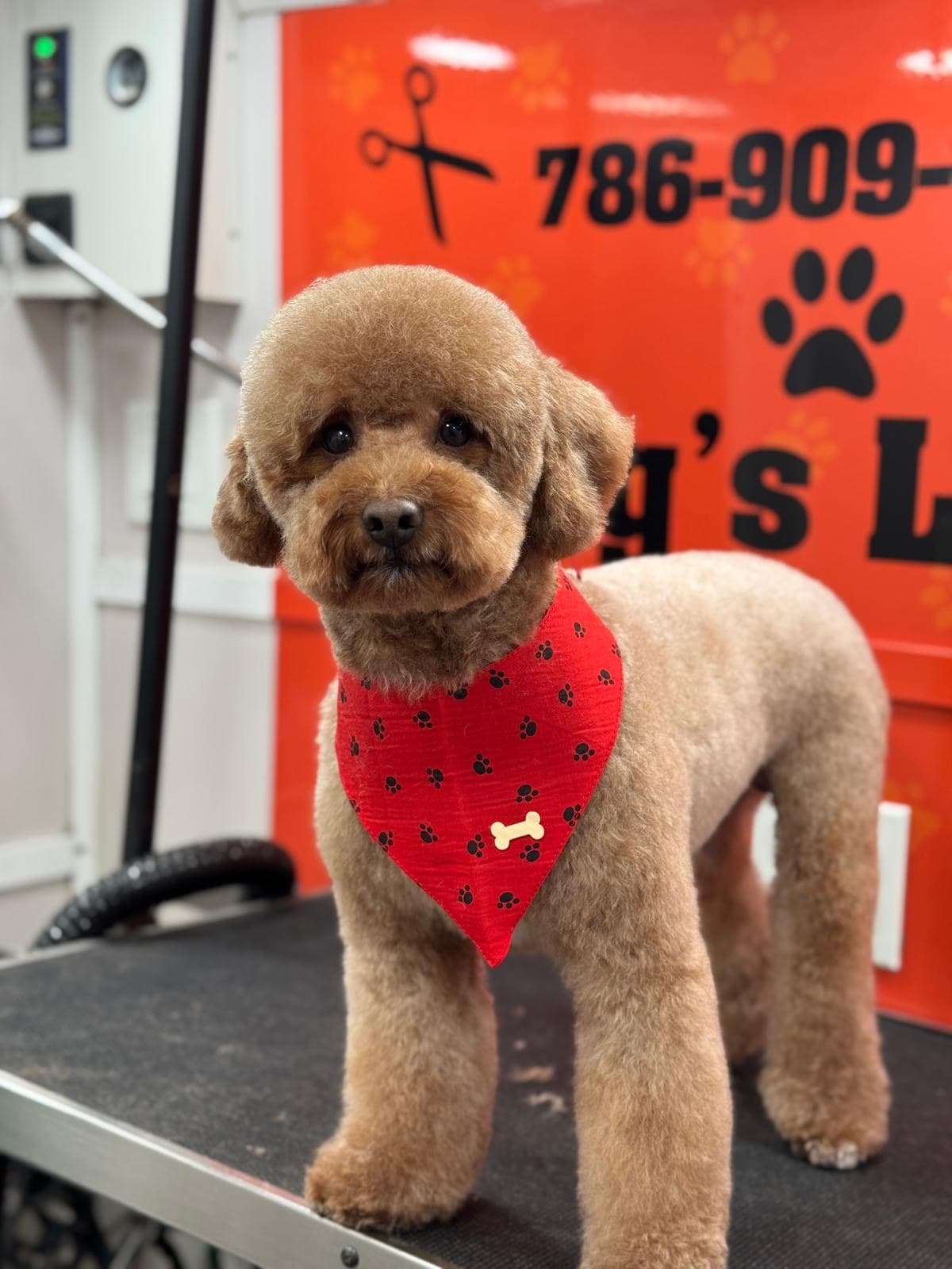 Freshly groomed apricot poodle in a red paw-print bandana on the grooming table