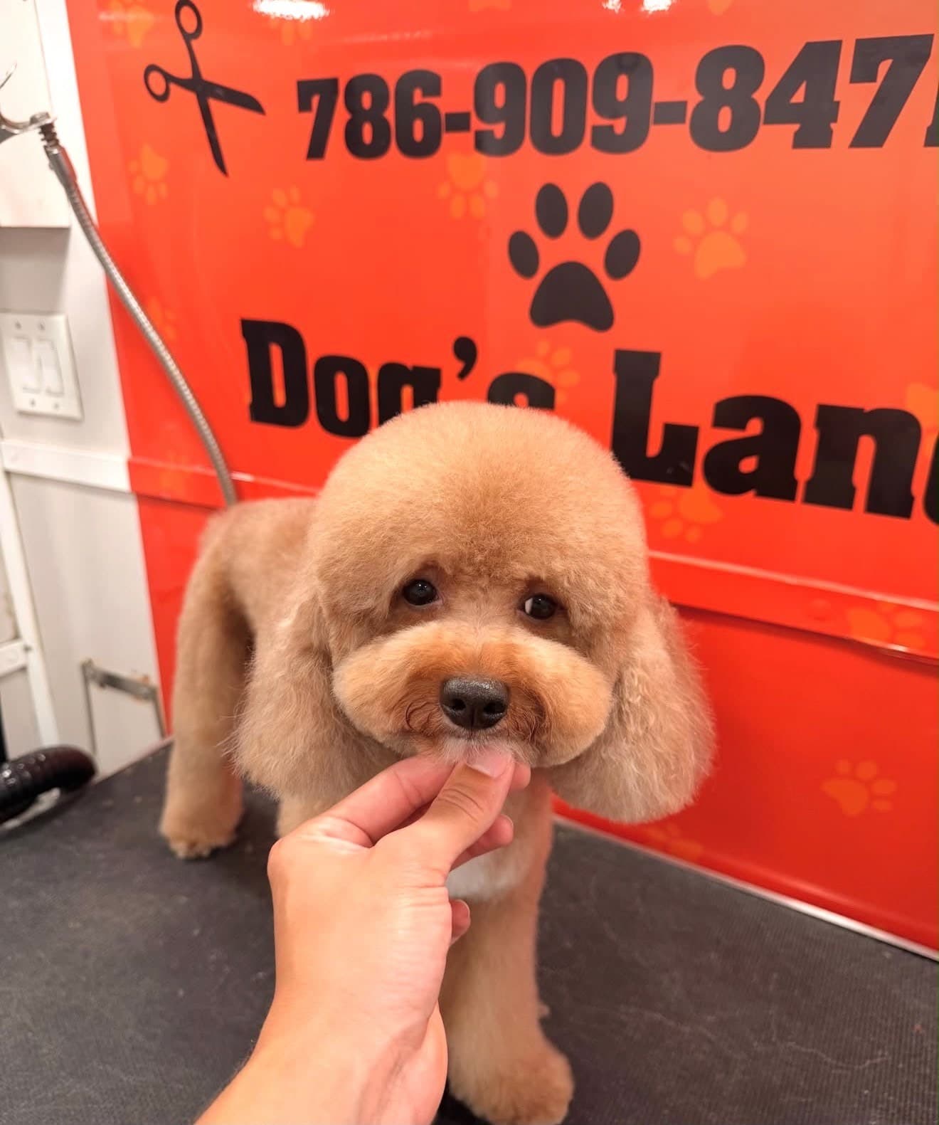 Apricot poodle with a round teddy-bear face trim in the Dog's Land van