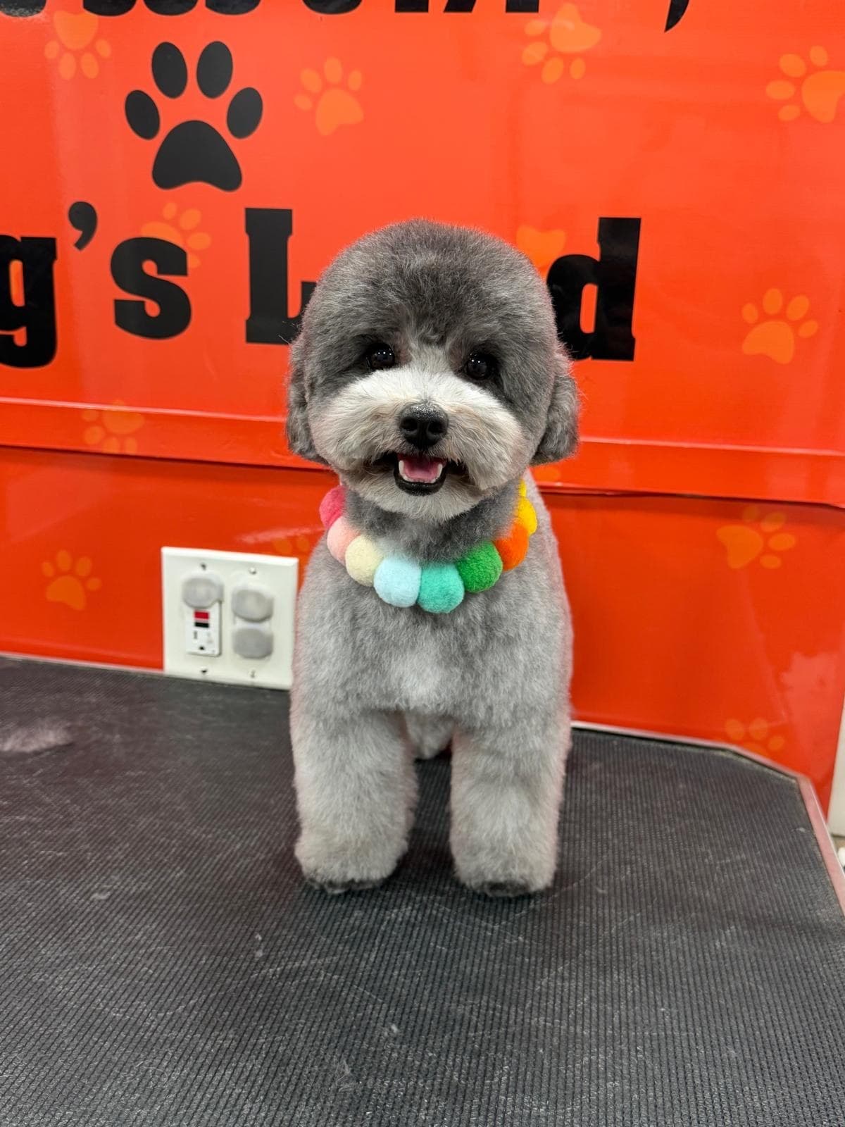 Grey poodle with a teddy-bear trim and a rainbow pom-pom collar