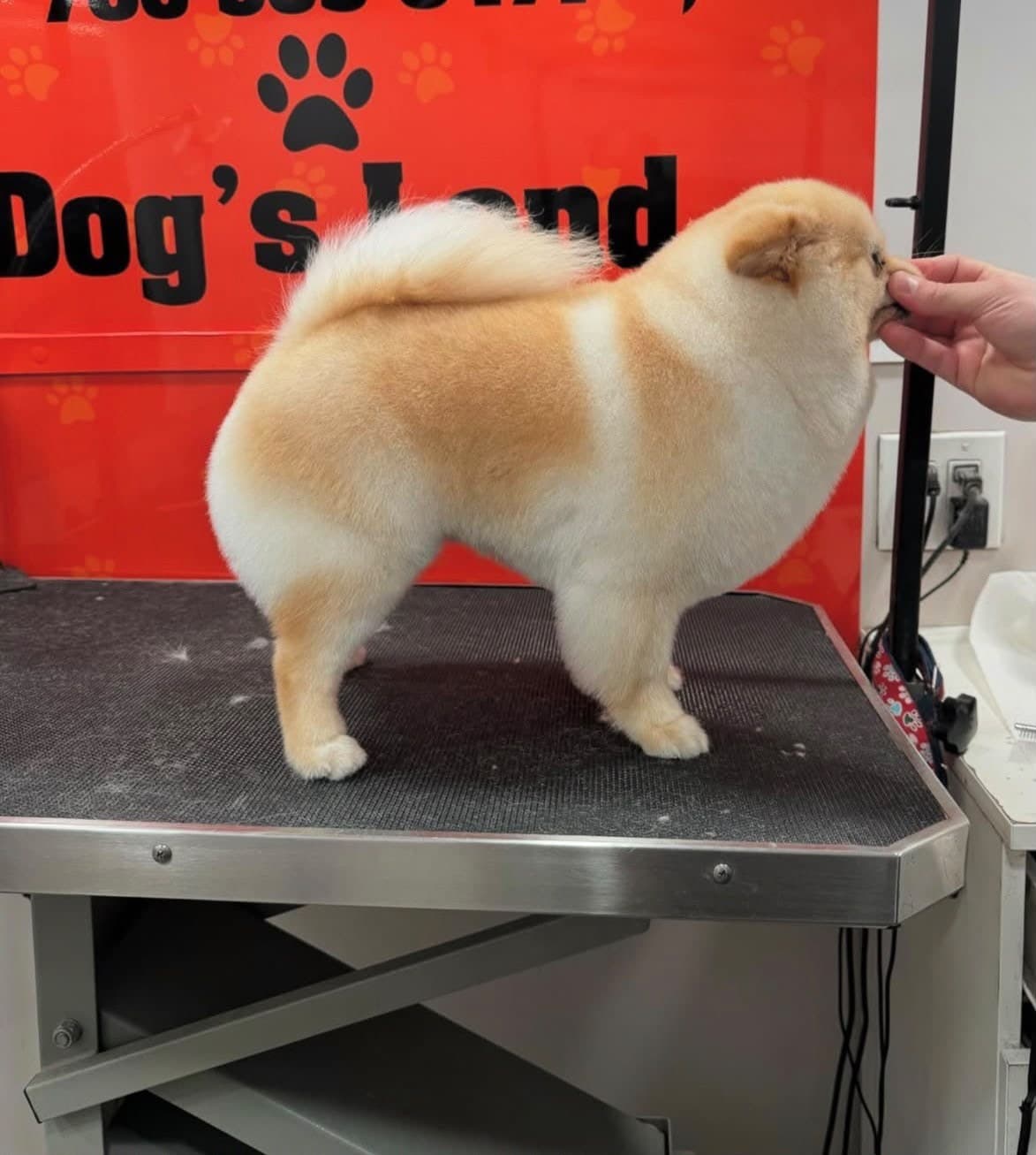 Pomeranian with a rounded show trim standing on the grooming table
